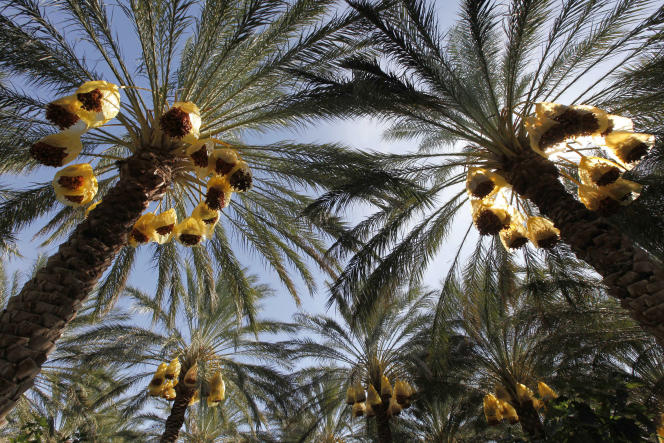 General view of a "deglet nour" date palm in Tolga, 450 km (280 miles) southeast of Algiers November 5, 2009. In a country where oil and gas account for 97 percent of exports and other domestic industries have withered away after decades of neglect, dates are one of the handful of products that can find a market abroad. To match feature ALGERIA-ECONOMY/DATES REUTERS/Louafi Larbi (ALGERIA - Tags: AGRICULTURE BUSINESS POLITICS)